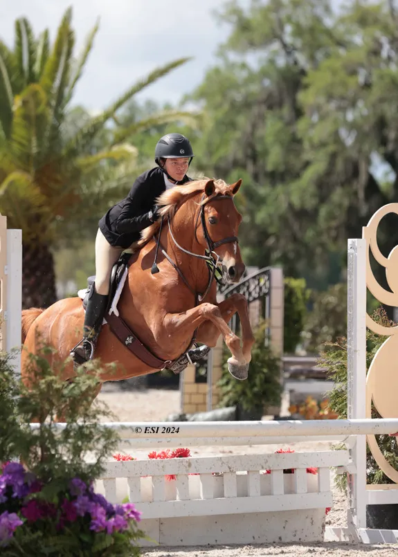 A rider jumping a chestnut horse over a white fence with palm trees behind