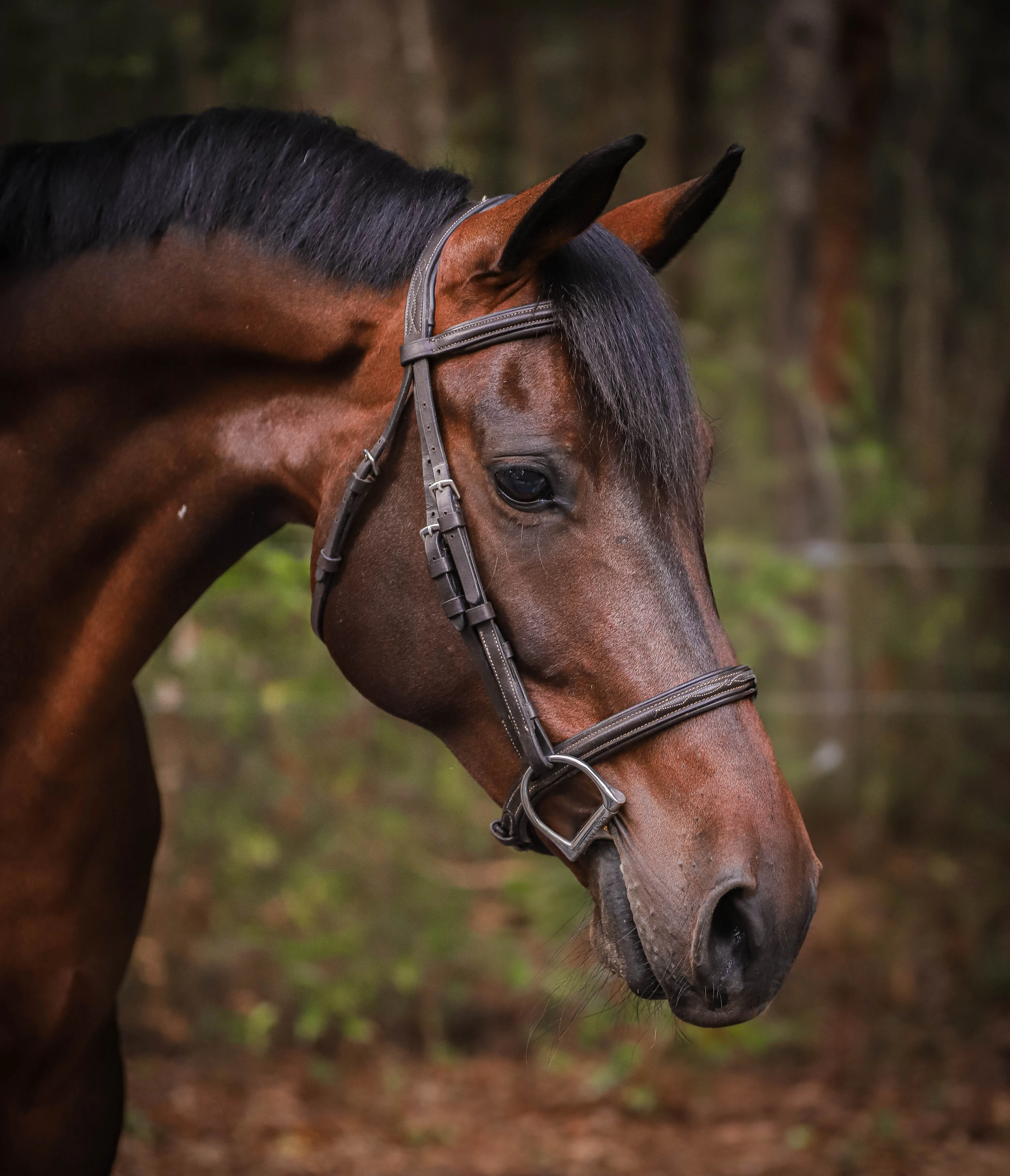 Portrait of a bay horse in a brown leather bridle against a soft woodland background