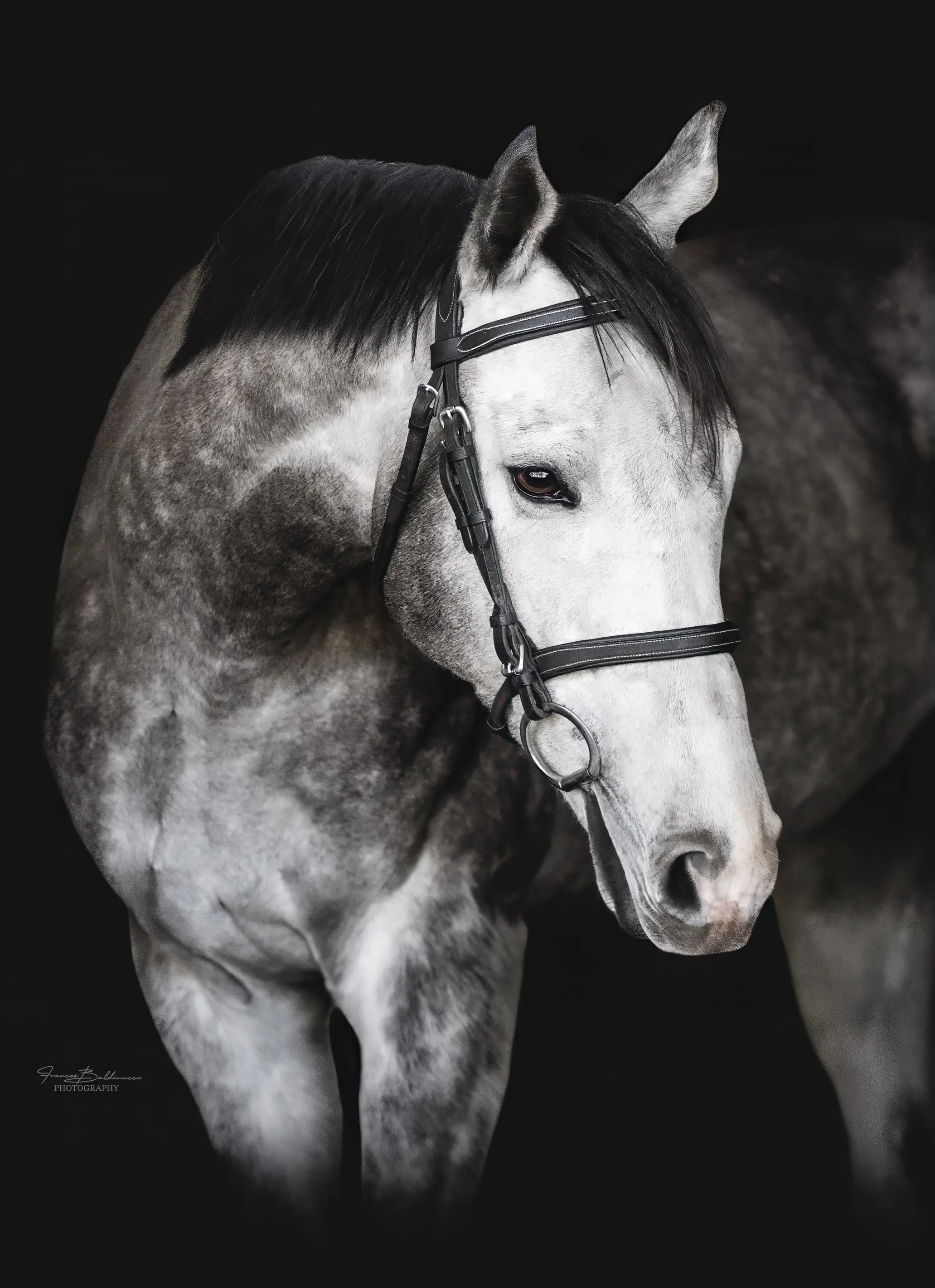 Portrait of a dappled grey horse in a bridle against a black background