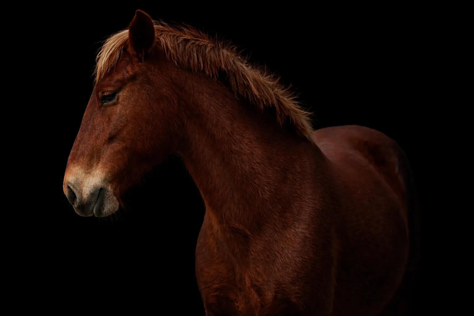 Portrait of a chestnut horse in a bridle against a black background