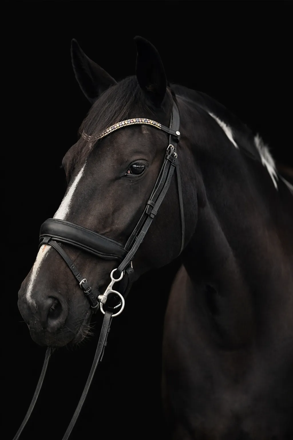 Portrait of a dark bay horse in a bridle against a black background