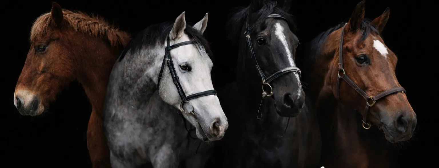 Two horses photographed side by side against a black background