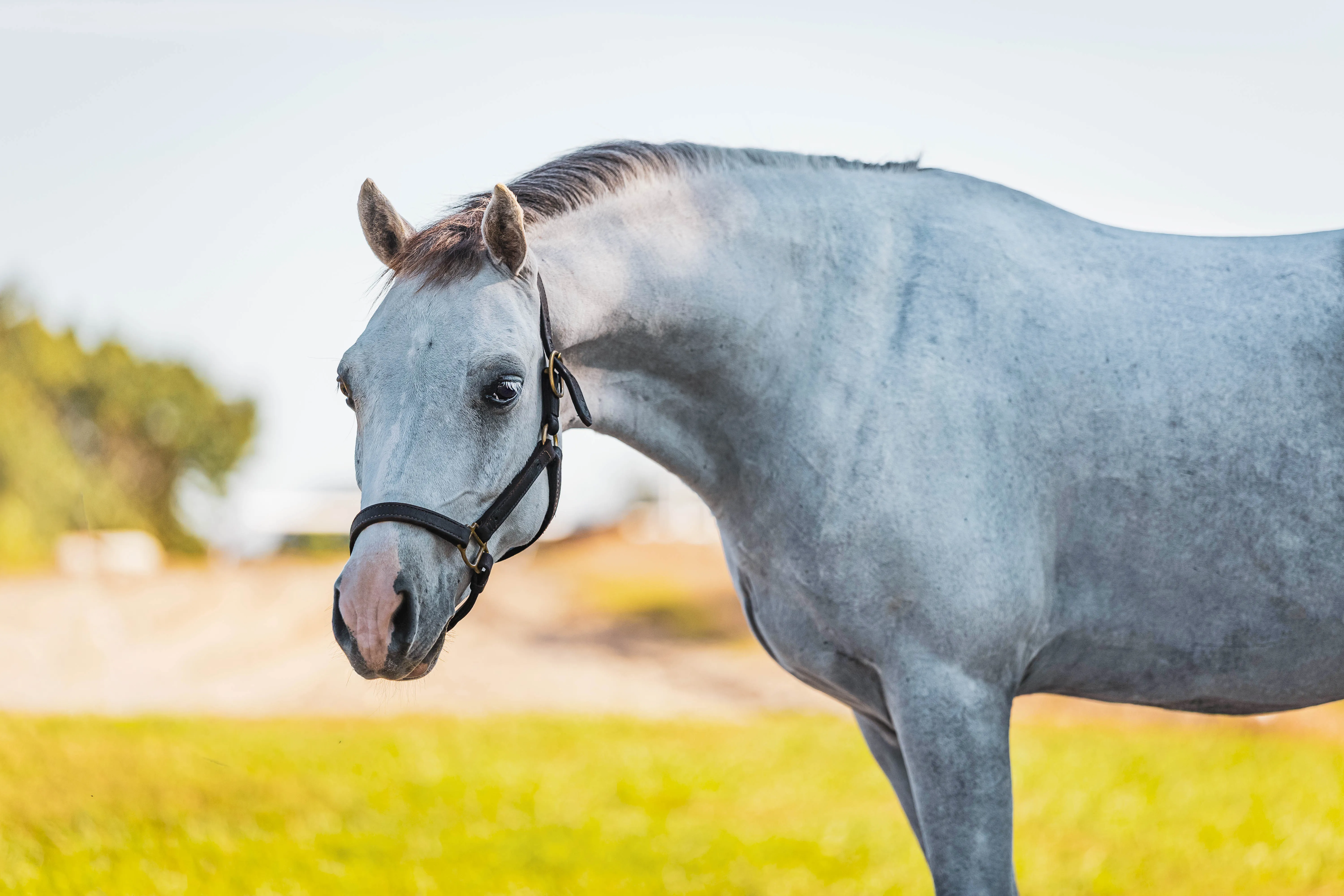 A grey horse standing in a green field with its neck softly arched