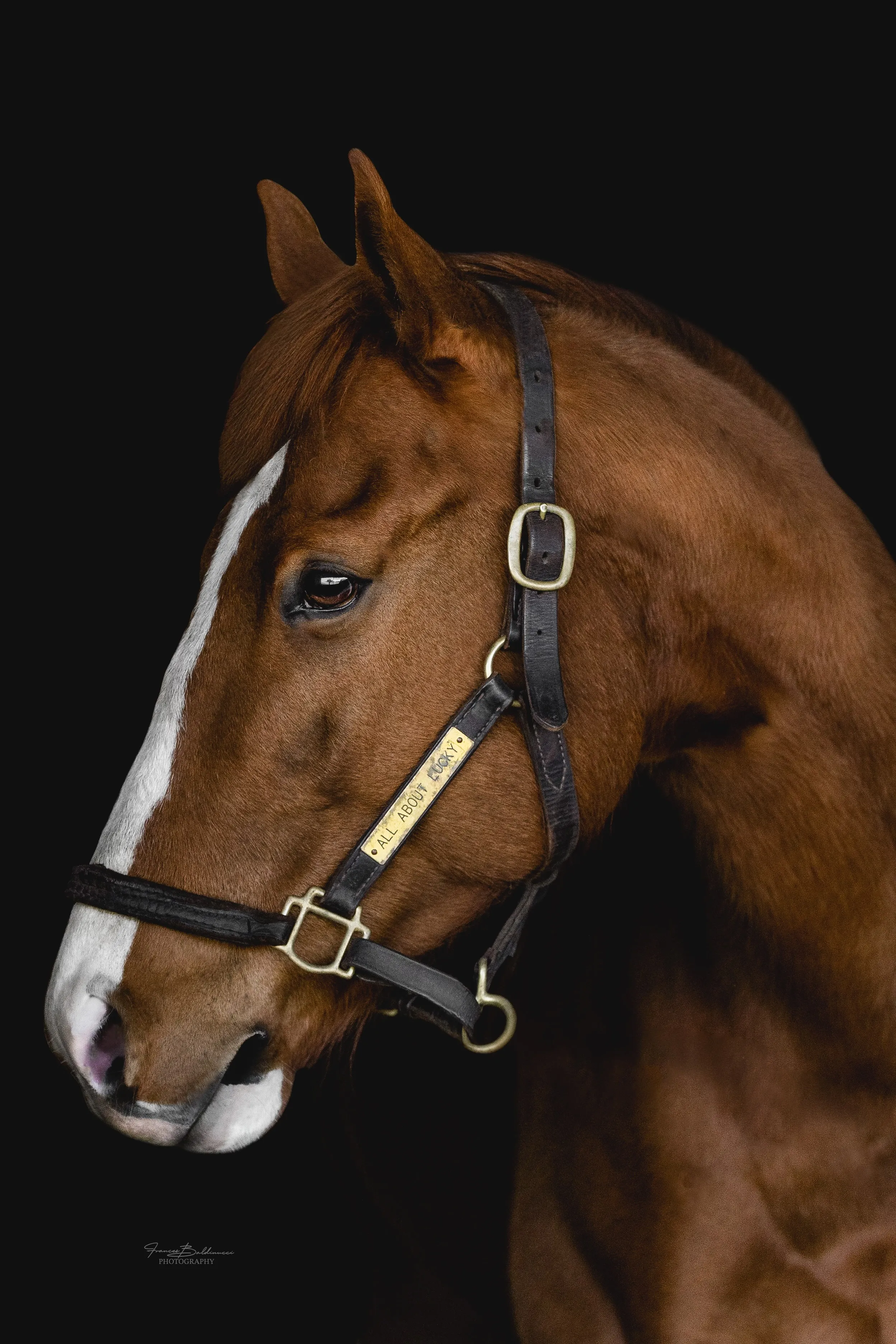 Portrait of a chestnut horse in a leather halter against a black background