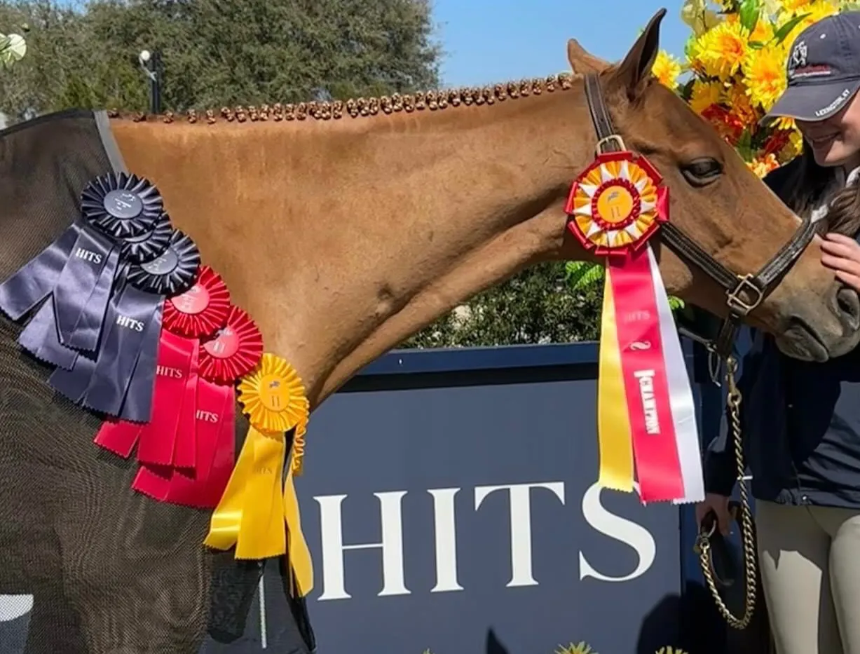 A horse wearing championship ribbons at a HITS show