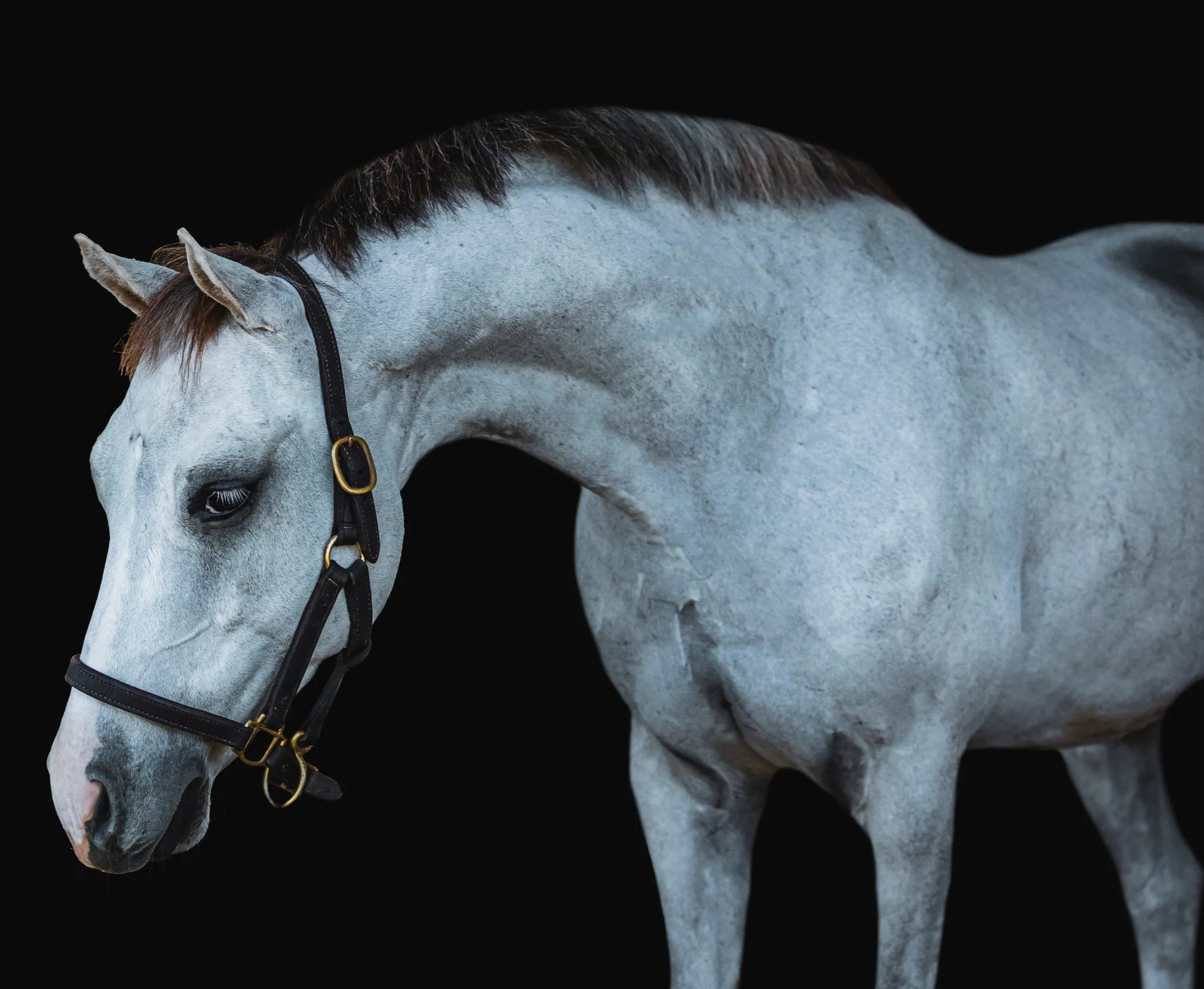 Studio portrait of a grey horse against a black background