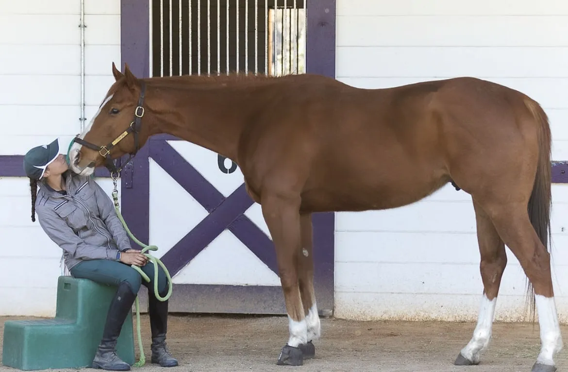 A trainer on a mounting block as a chestnut Thoroughbred leans down to her outside the stalls