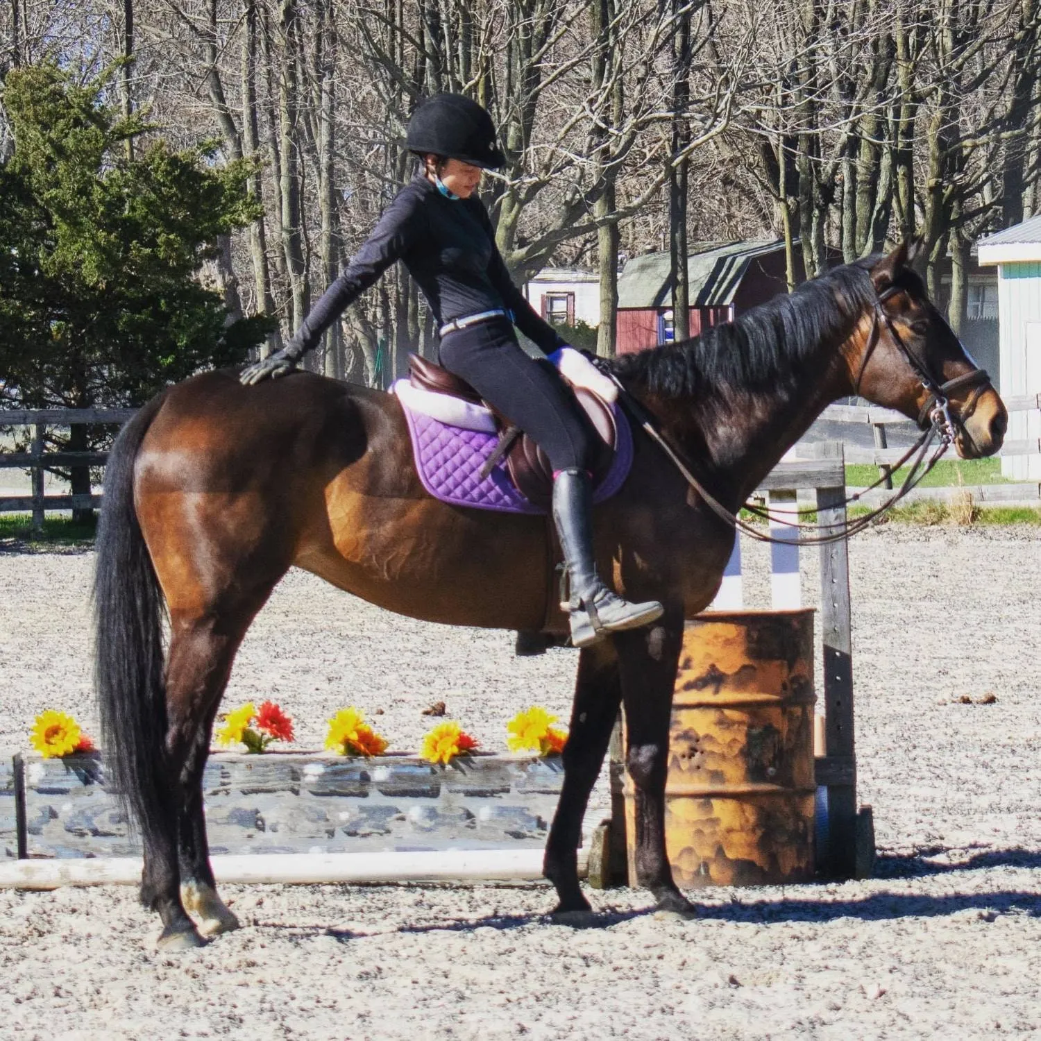 A rider on a bay Thoroughbred standing quietly beside a flower box jump