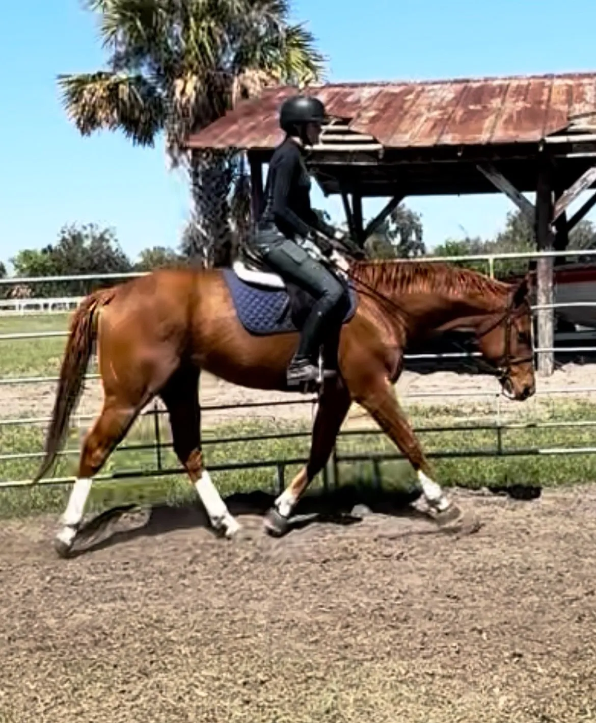 A chestnut Thoroughbred walking calmly under saddle past a rustic shed