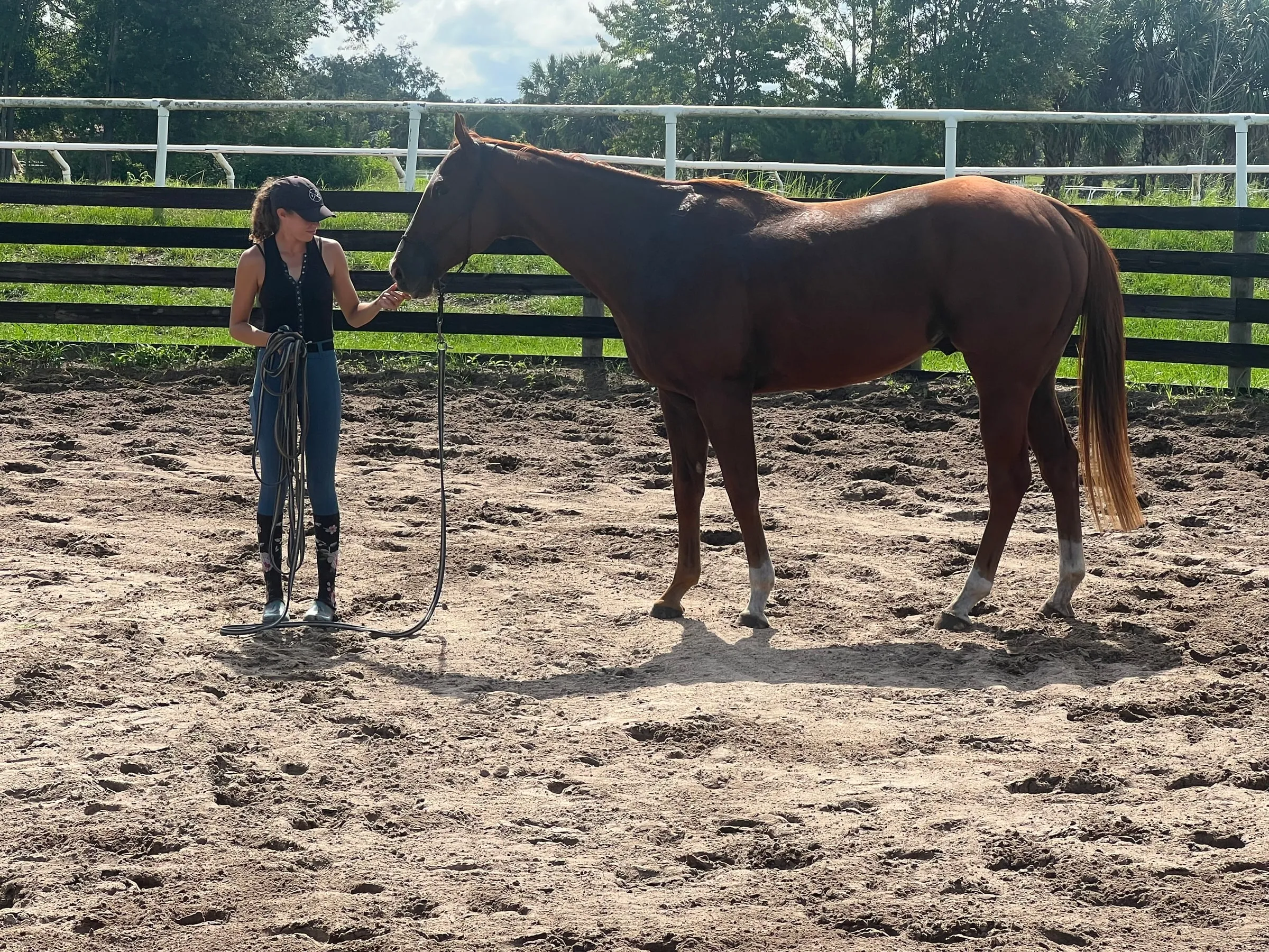 Groundwork in the sand arena with a chestnut Thoroughbred on a long line