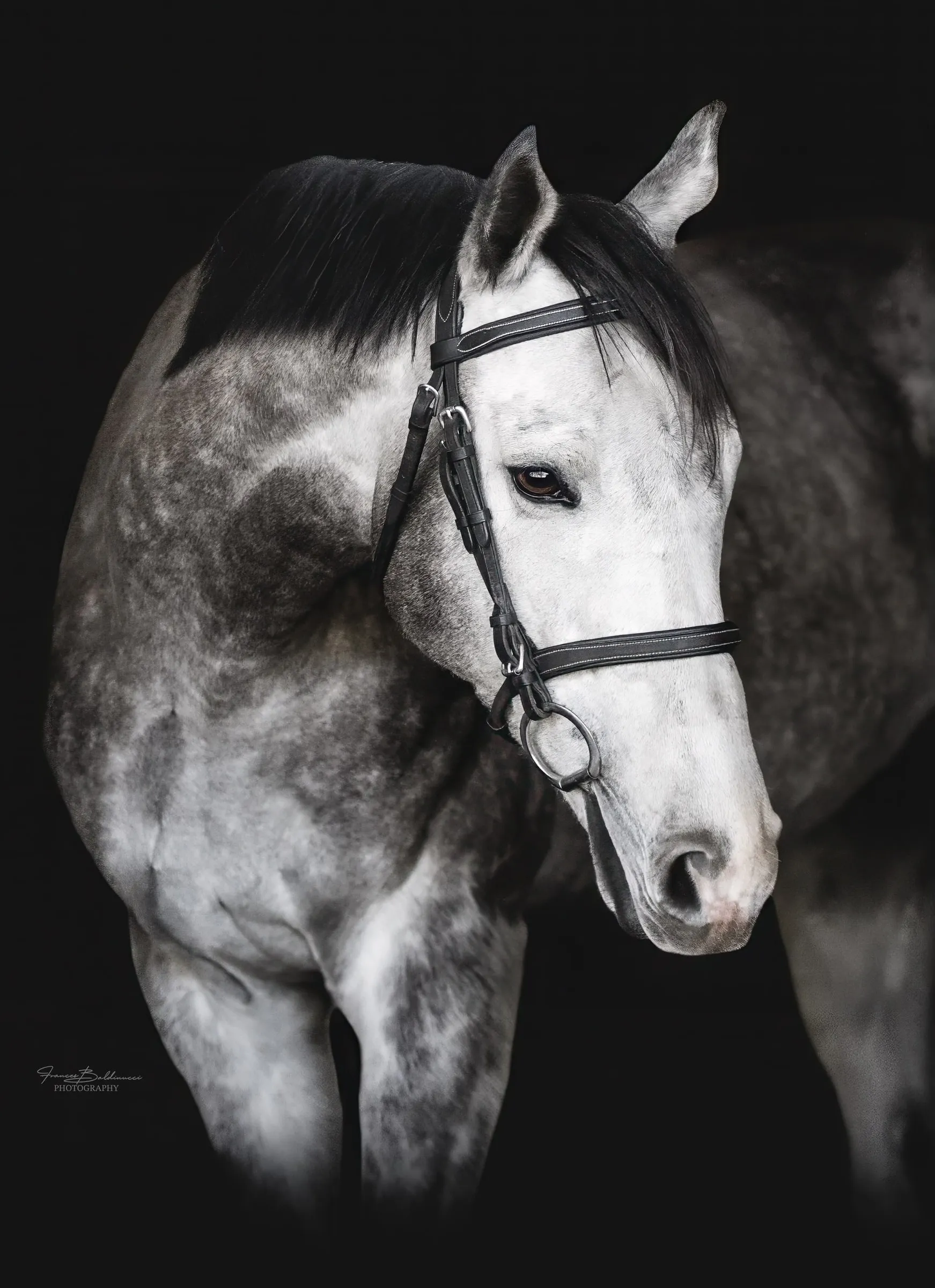 Portrait of Rett, a dapple grey Thoroughbred