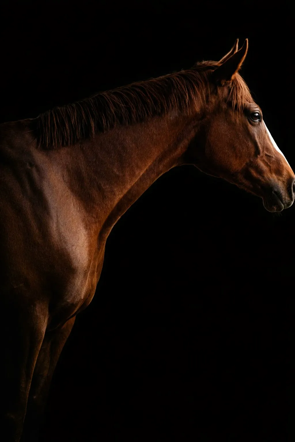 A chestnut Thoroughbred with a blaze in profile against a black background