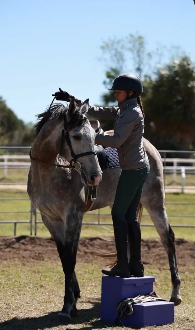 A rider on a mounting block, reaching over to settle a dapple grey Thoroughbred before getting on