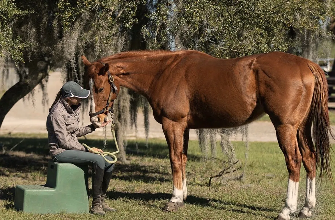 A trainer sitting on a mounting block under a moss-hung oak while a chestnut Thoroughbred lowers his nose to her hand