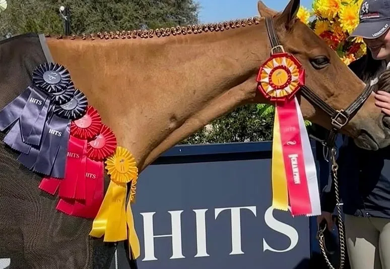 A chestnut pony draped in ribbons in front of the HITS sign