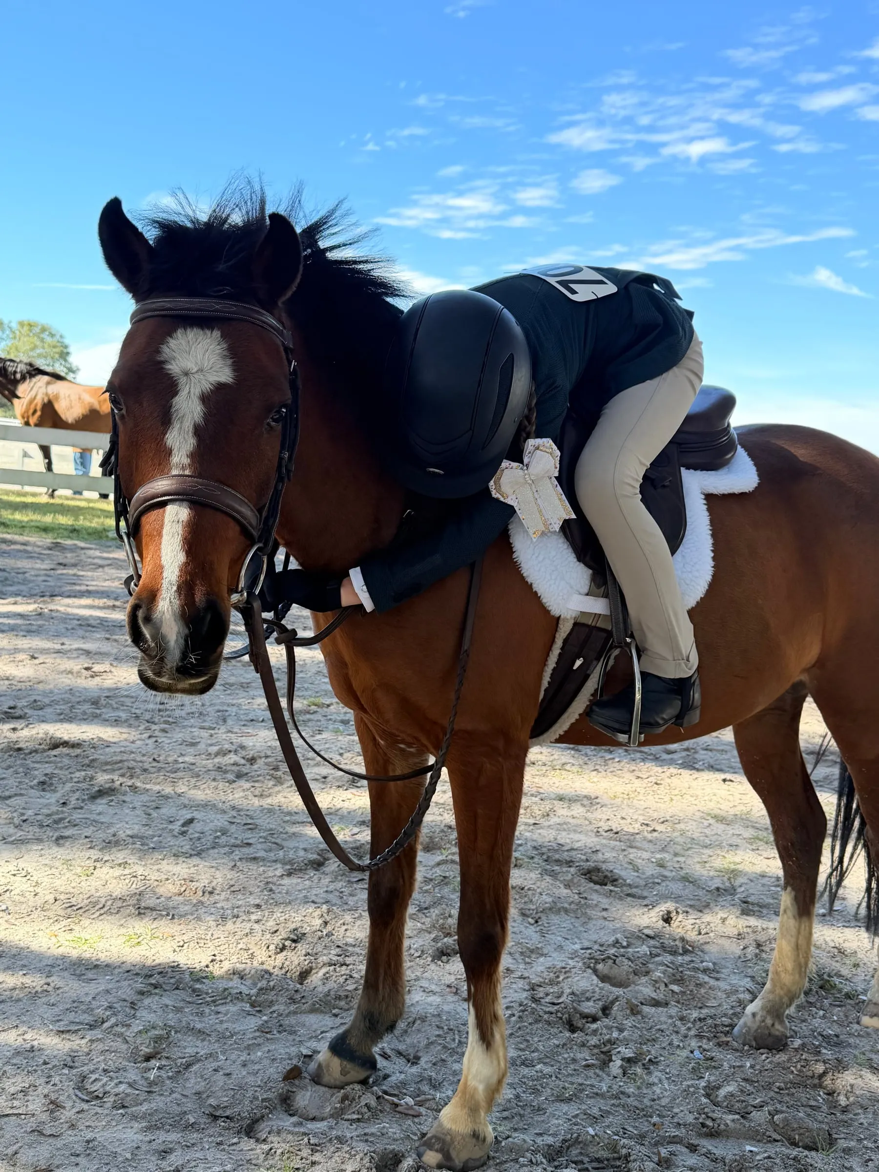 A saddled bay and white pony standing at a show