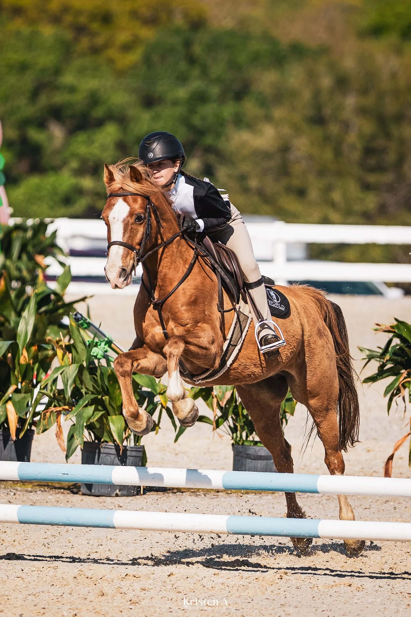 A chestnut pony jumping a blue and white oxer