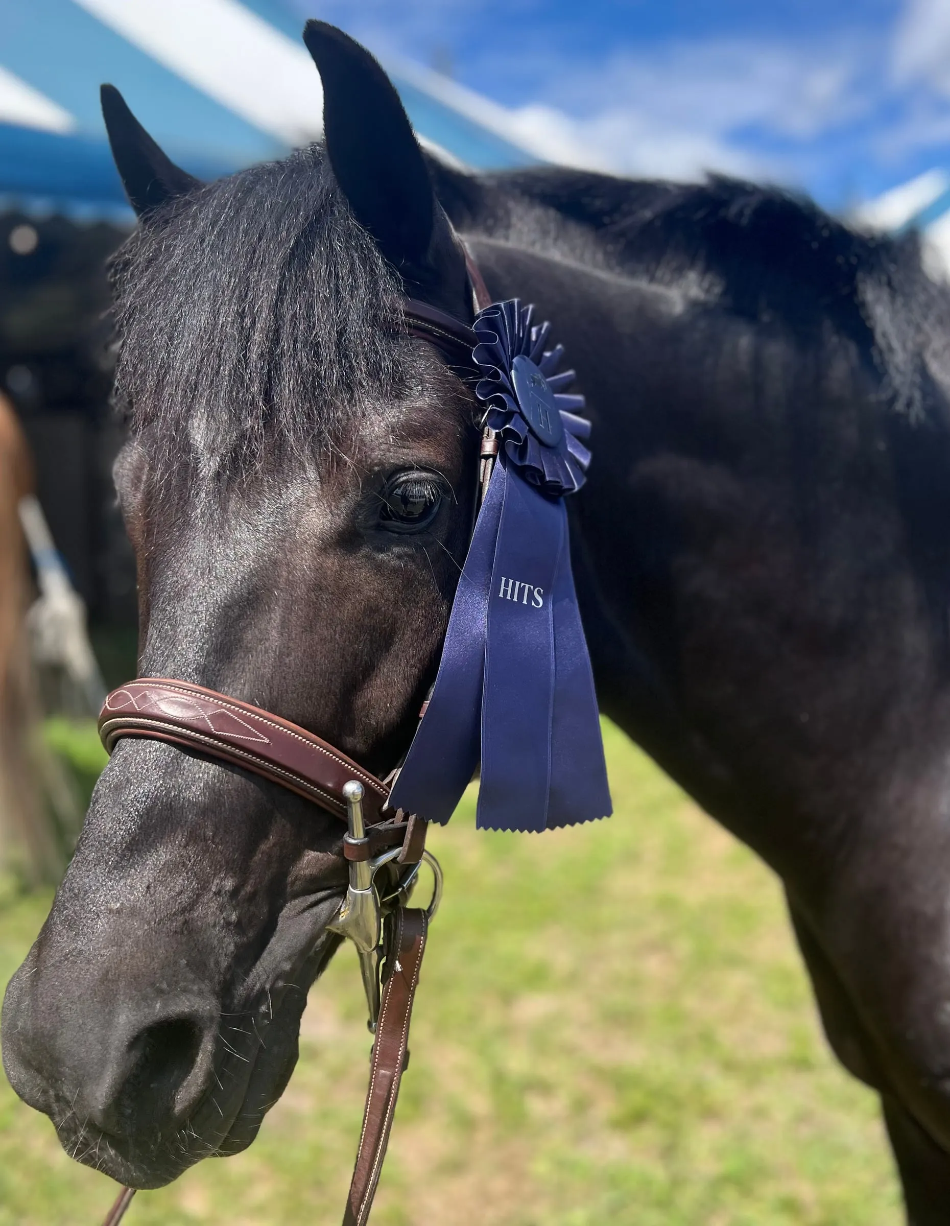 A black pony wearing a blue ribbon