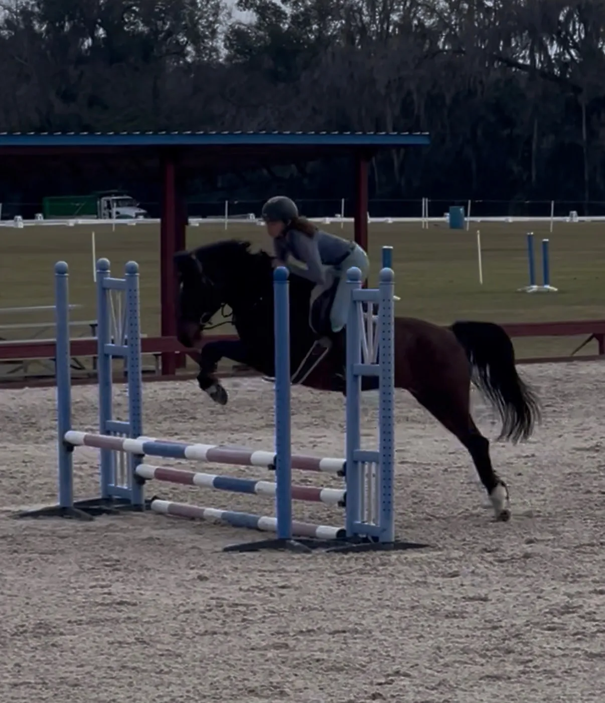 A young rider on a bay pony jumping a blue and white vertical in the sand arena