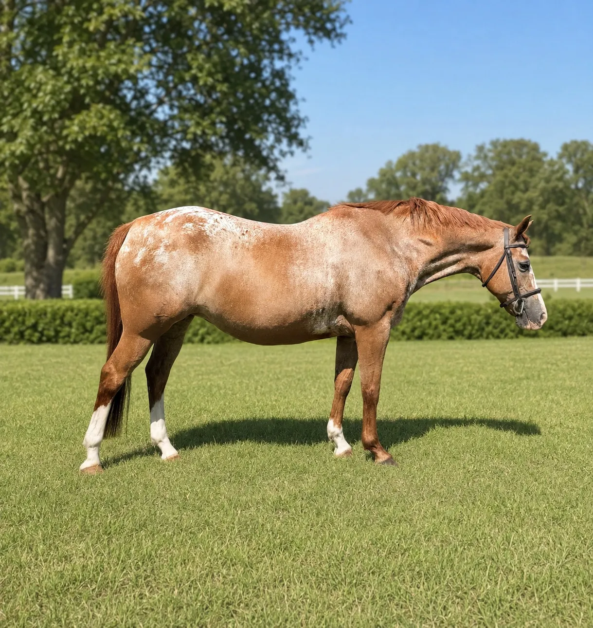 A sold light roan horse standing in a green field