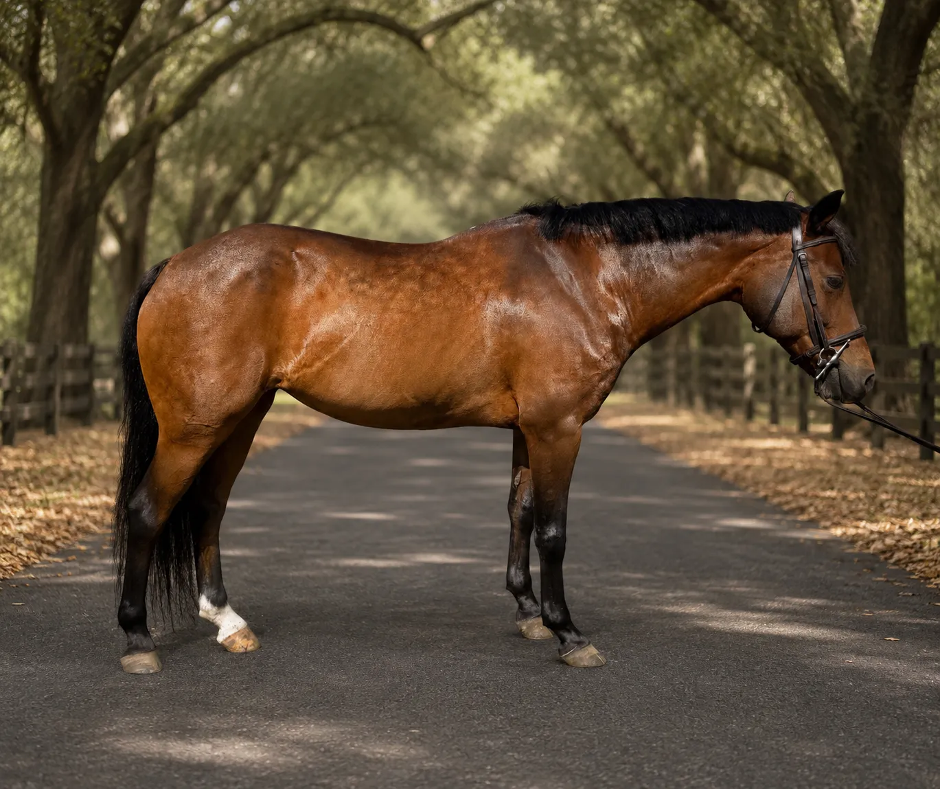 A sold bay horse standing on a drive under live oaks