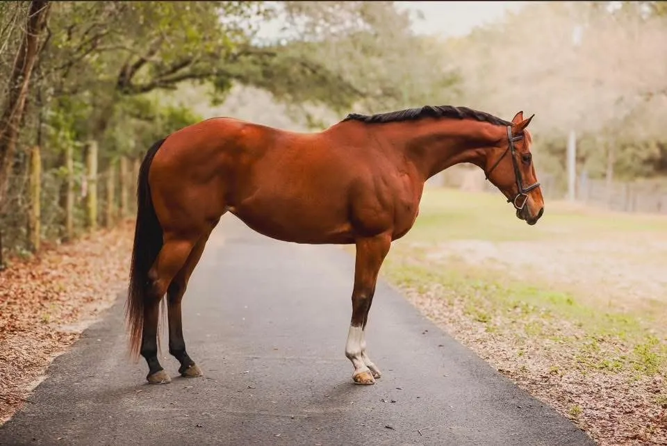 A sold bay horse with one white sock standing on a farm lane